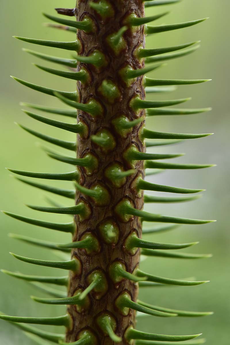 How to Grow Norfolk Island Pine Trees